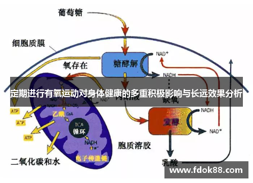 定期进行有氧运动对身体健康的多重积极影响与长远效果分析